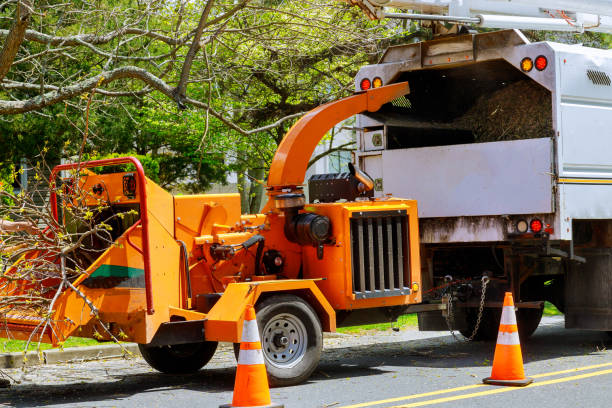 Best Firewood Processing and Delivery  in Ruidoso, NM