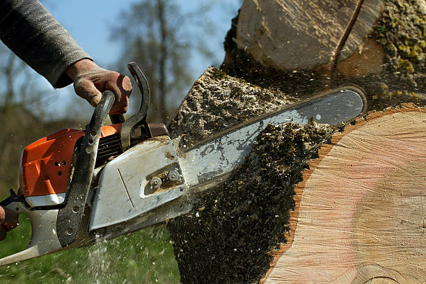 Best Fruit Tree Pruning  in Ruidoso, NM